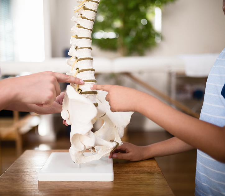 spine
